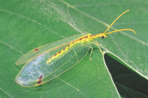 Neuroptera Lacewings