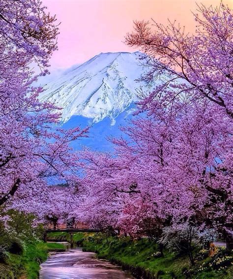 Mt. Fuji through the Cherry Blossoms : r/pics