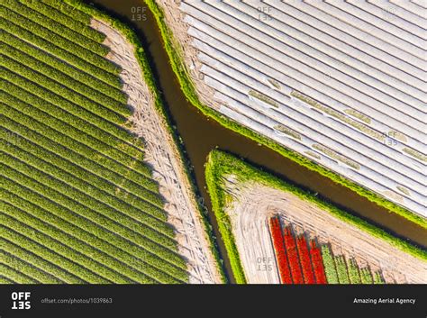 Aerial view of beautiful tulip fields on the outskirts of Amsterdam ...