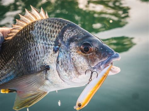 Bream trends: How to catch bream on lures - Fishing World