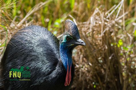 Atherton Tablelands Wildlife and Nature Private Tour