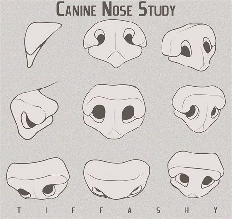 Canine/Wolf/Dog Nose Study - 2017 by TIFFASHY | Эскизы животных ...