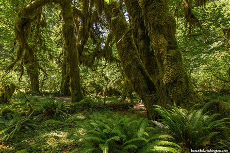 Hoh Rain Forest, hiking at the Olympic National Park, WA