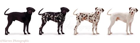 Dogs: Black and white Dalmatian photo WP04943