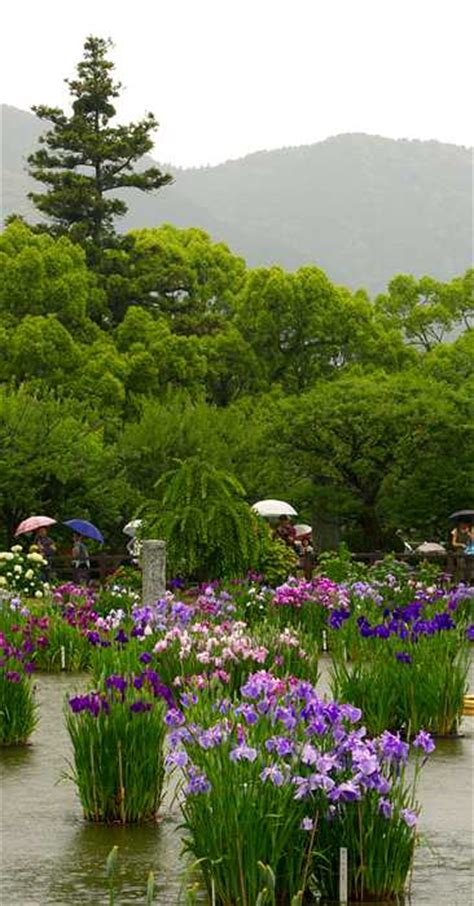 The Japanese iris garden at Tenmangu Shrine, Dazaifu, Kyushu, Japan ...