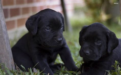 Black Lab Wallpaper Desktop - Black Lab Puppies Background - 1920x1080 Wallpaper - teahub.io