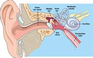 what causes a clogged ear | Health Recovery Tips