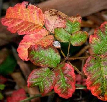 Poison Oak: Identification and Rash Treatment | The Old Farmer's Almanac