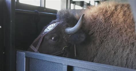 Coach Prime meets CU Buffs mascot "Ralphie" - CBS Colorado