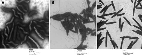 Transmission electron microscopy analysis of C. jejuni cells. Flagellum ...