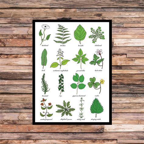 A3 Weeds Print Weed Identification Chart Horticulture - Etsy Denmark