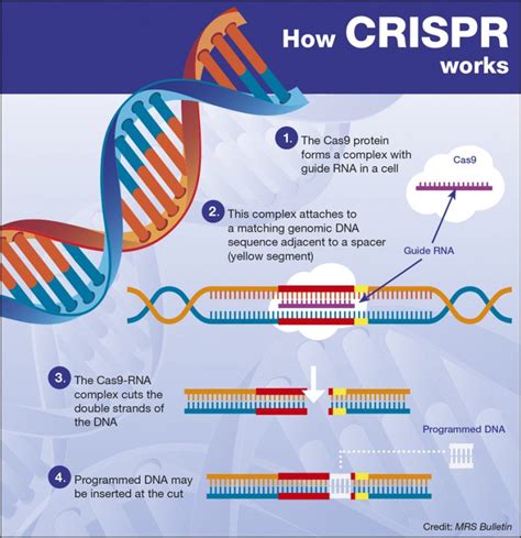 In a revolutionary experiment scientists are using the Gene editing tool CRISPR to treat ...