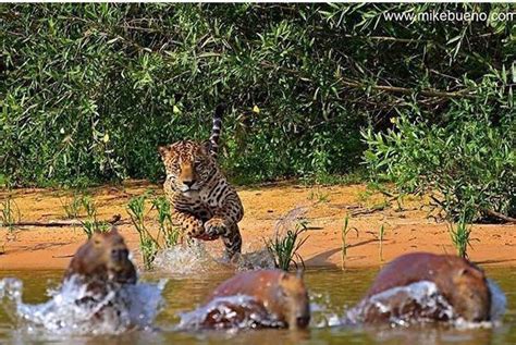 🔥 Jaguar hunting capybara : r/NatureIsFuckingLit