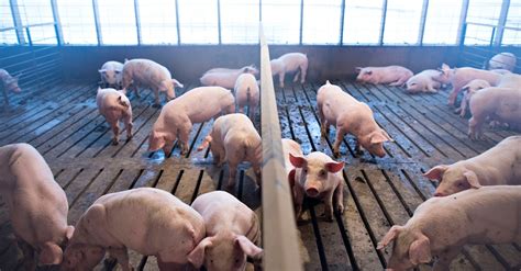 If We’re Going To End Factory Farms, We Need To Eat Way Less Meat | HuffPost