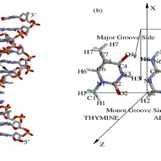 (color online) (a) A nucleotide with Watson-Crick base pairing, where... | Download Scientific ...