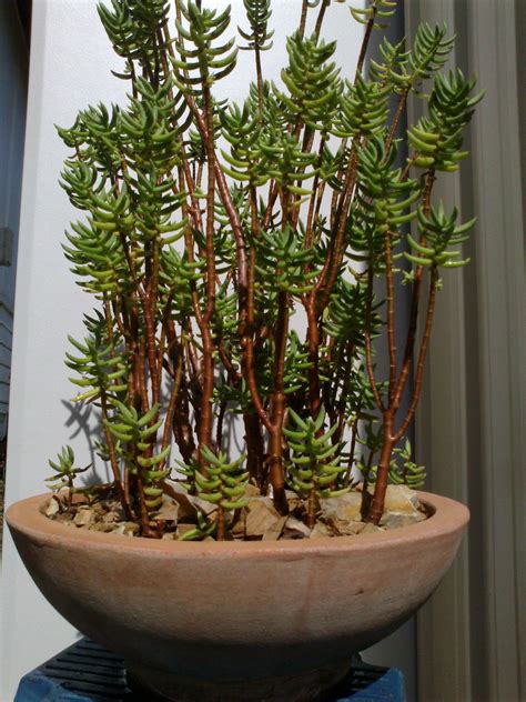 Crassula tetragona Bonsai Kit, Jade Bonsai, Succulent Bonsai, Succulent Gardening, Cacti And ...