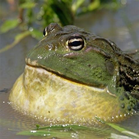 Basic information sheet giant african bullfrog – Artofit