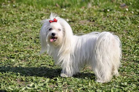 Are Maltese calm and even-tempered dogs? - Your Havanese