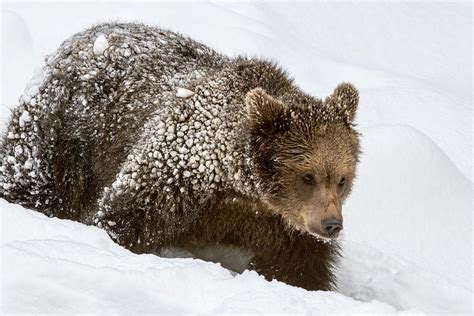 Brown Bear Cub in the Snow Photograph by Arterra Picture Library - Pixels