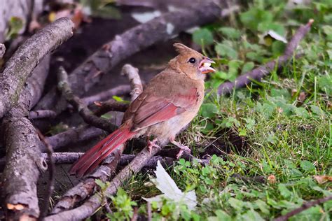 Juvenile Male Cardinal Photograph by Deborah Ritch