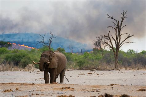 Explainer: Can climate change and biodiversity loss be tackled together ...