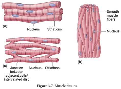 Muscle Tissue - Zoology