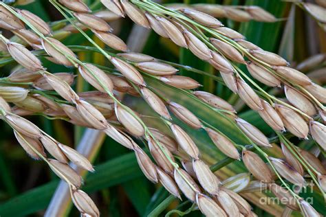 Mature White Short-grain Rice Photograph by Inga Spence - Pixels