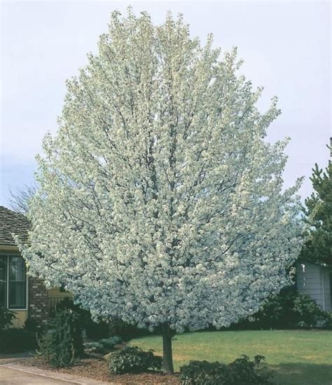 Cleveland Select Flowering Pear Tree - Stark Bro’s