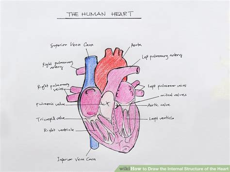 How to Draw the Internal Structure of the Heart (with Pictures)