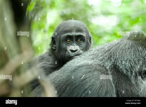 Baby Western Lowland Gorilla Stock Photo - Alamy