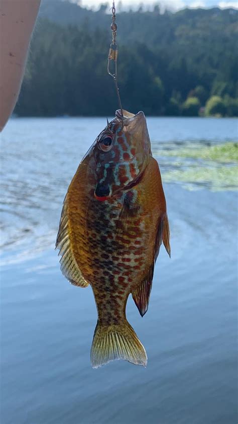 Help identifying? Caught on salmon egg. : r/FishingForBeginners