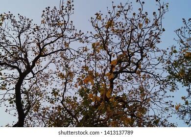 Yellow Leaves Mahua Tree Fruits Branches Stock Photo 1413137789 | Shutterstock