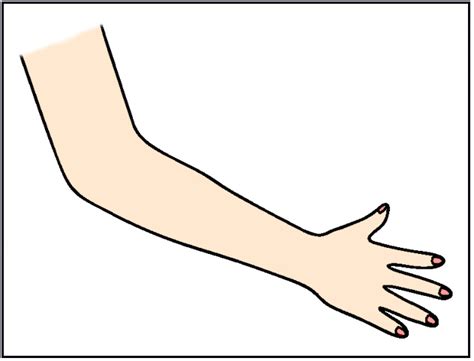 body parts for kids arm - Clip Art Library