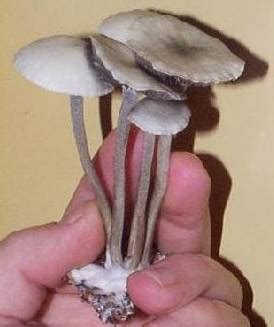 Shroomery - Panaeolus cyanescens