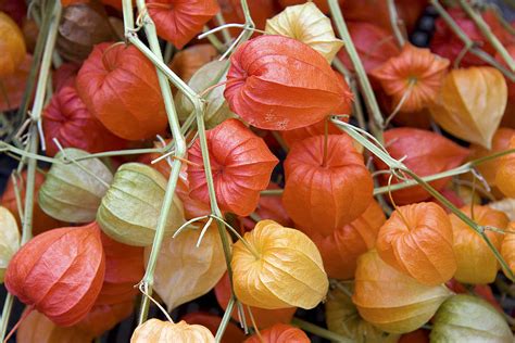 Chinese lantern flowers Photograph by Jane Rix | Fine Art America