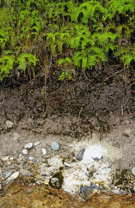 A podsol soil profile - Stock Image - C005/6669 - Science Photo Library