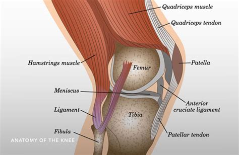 Posterior Cruciate Ligament (PCL) Reconstruction Carlsbad, CA | PCL ...