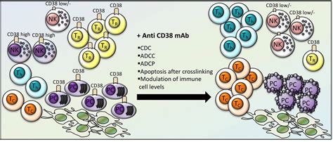 Effects of anti-CD38 therapy on immune cell levels in MM. Anti-CD38... | Download Scientific Diagram