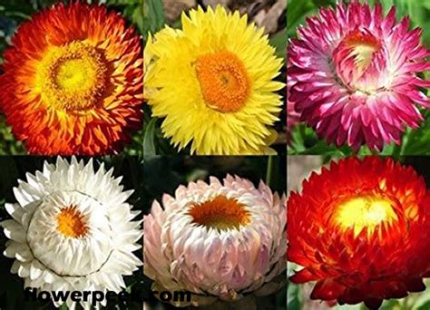 Simple steps on how to grow Strawflowers