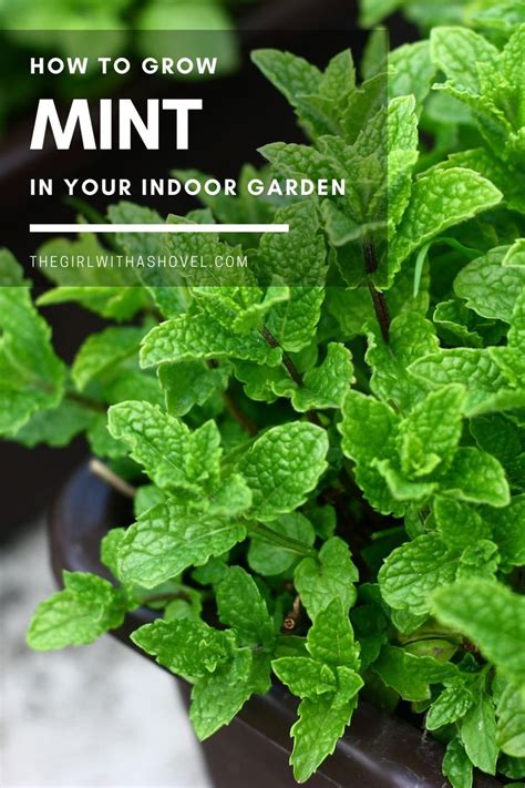 Indoor Mint Plant Care for Year-round Mint! | Growing mint, Growing mint indoors, Mint plant care