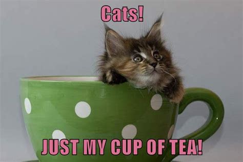 Cats! JUST MY CUP OF TEA! - Lolcats - lol | cat memes | funny cats | funny cat pictures with ...