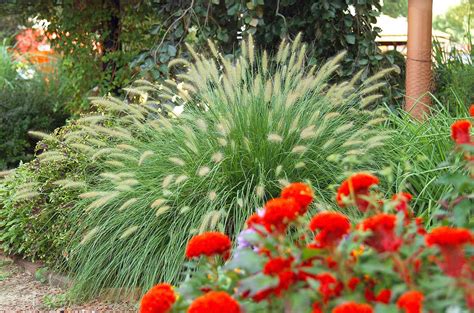 23 Top Ornamental Grasses | Better Homes & Gardens