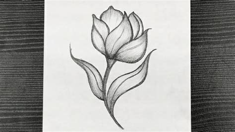 Simple Pencil Drawn Flowers