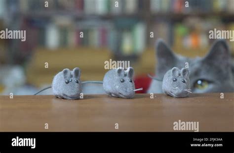 Adorable mice Stock Videos & Footage - HD and 4K Video Clips - Alamy