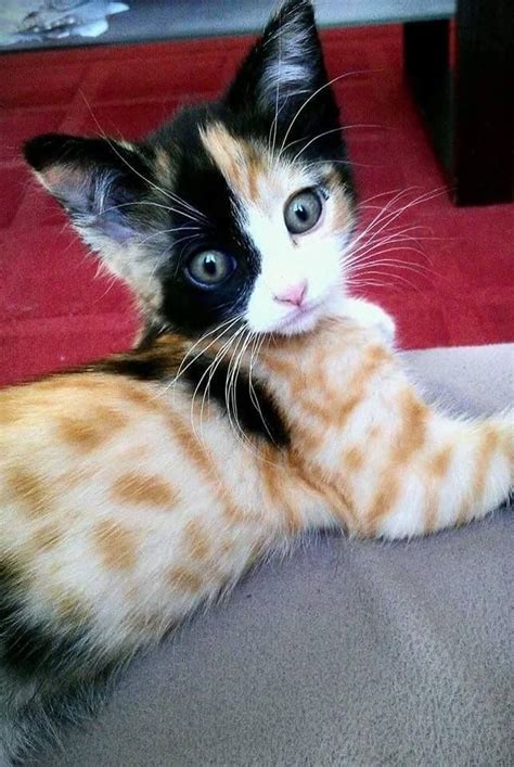 Strangest Fur Patterns You'll Ever See On A Cat - Page 13 of 40 - Wildlife Insider