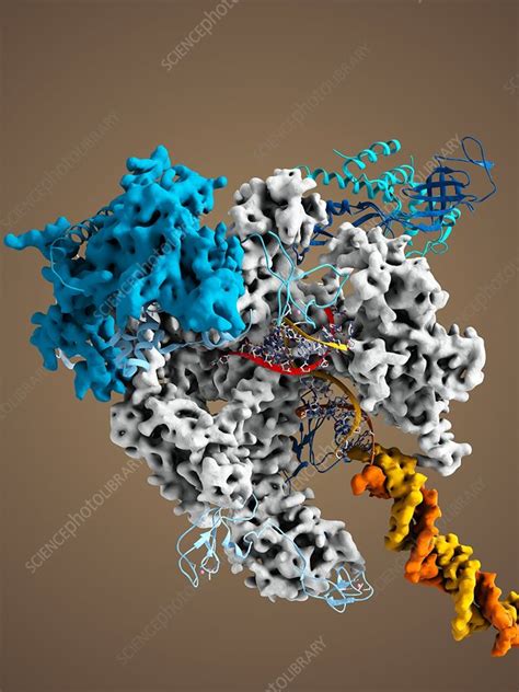 RNA polymerase II molecule - Stock Image - C007/1359 - Science Photo Library