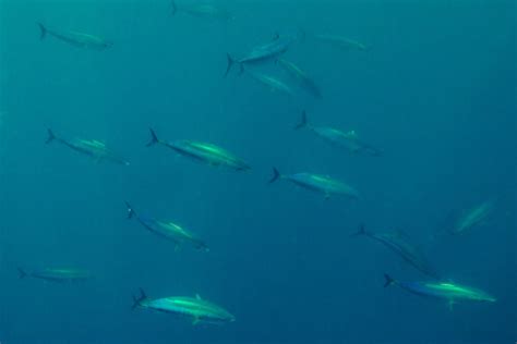 Skipjack Tuna - Facts and Beyond | Biology Dictionary