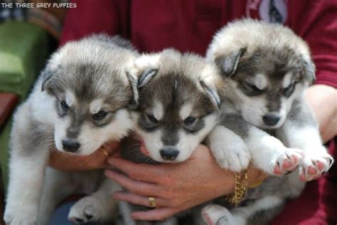 DHARMA'S PUPS 2008 | Northern inuit dog, Puppies, Cute animals