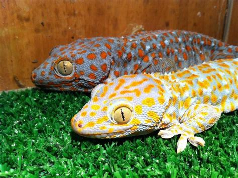 Tokay Gecko. Cute Reptiles, Reptiles And Amphibians, Mammals, Animals And Pets, Cute Animals ...