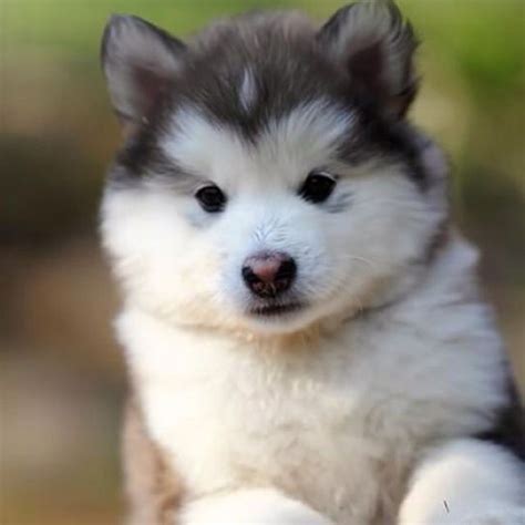 Husky Puppy - Oh so cute :) Alaskan Malamute Puppies, Cute Husky ...